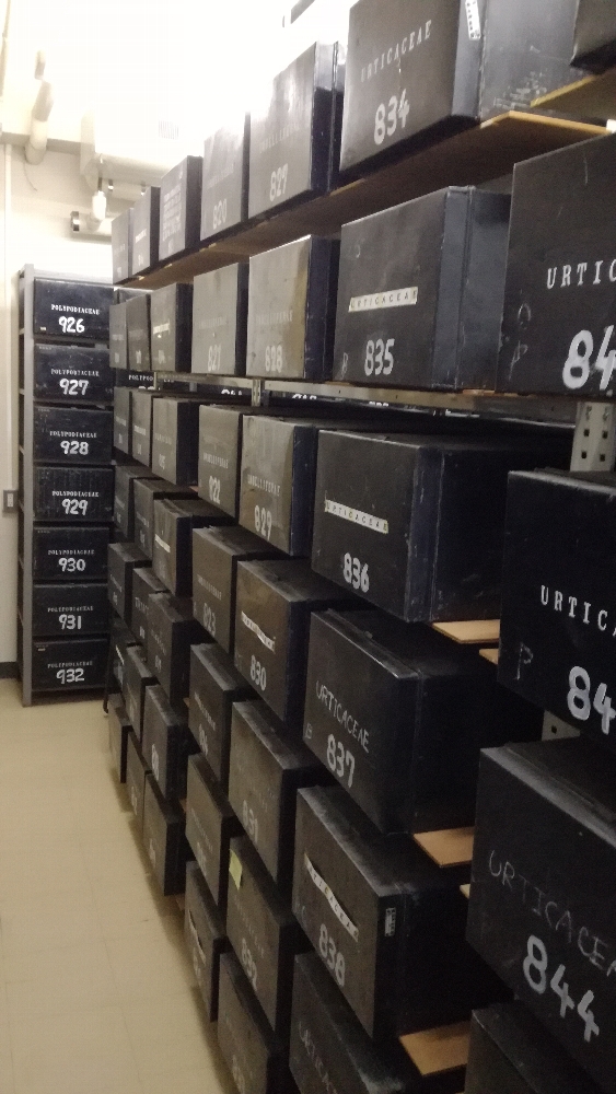 Kagoshima University Muserum, Herbarium 