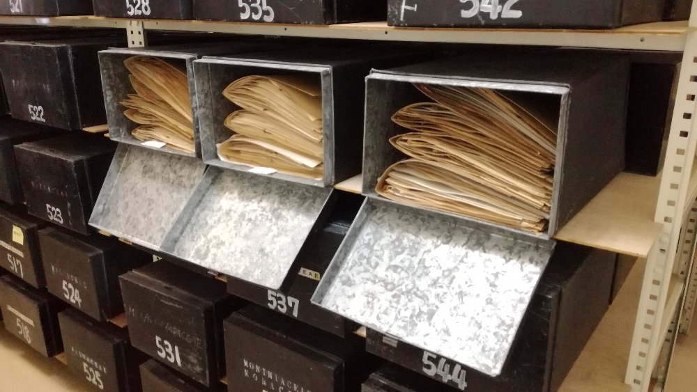 Kagoshima University Muserum, Herbarium 