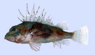 カサゴ様ご確認ページ アペルザIDのパスワード変更手順 | アペルザクラウド - サポートセントラル